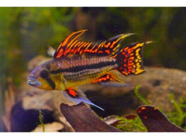 APISTOGRAMMA CACATUOIDES DOUBLE RED male 3-4