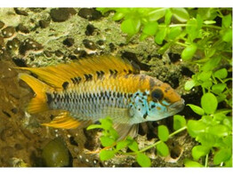 APISTOGRAMMA RED POINT 3-4