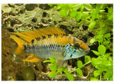 APISTOGRAMMA RED POINT 3-4