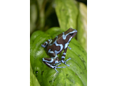 Dendrobates auratus Dartfrog Super Blue Nakweek / Elevage S-