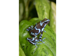 Dendrobates auratus Dartfrog Super Blue Nakweek / Elevage S-M