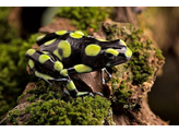 Dendrobates auratus Dartfrog Capurgana Nakweek / Elevage S-M