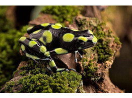 Dendrobates auratus Dartfrog Capurgana Nakweek / Elevage S-M