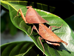 Deroplatys desiccata Malaysian Dead Leaf Nakweek / Elevage M