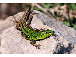 Podarcis siculus paulae Black and Blue Wall Lizard Nakweek / Elevage M