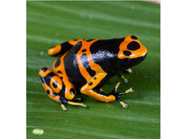 Dendrobates leucomelas Dartfrog Puerto Ayacucho Nakweek / Elevage S-M