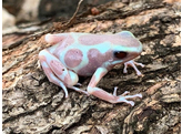 Dendrobates auratus Dartfrog Albino Nakweek / Elevage S-M