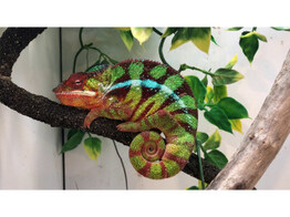 Furcifer pardalis Pantherchameleon Vohemar Nakweek / Elevage S