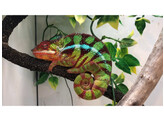 Furcifer pardalis Vohemar Nakweek / Elevage S