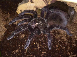 Pamphobeteus machala Fir Tree Tarantula Nakweek / Elevage M