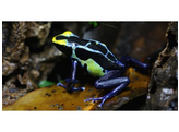 Dendrobates tinctorius Dartfrog Robertus Nakweek / Elevage  M