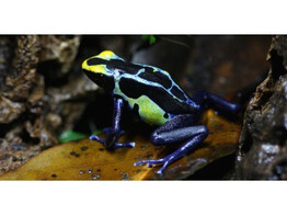 Dendrobates tinctorius Dartfrog Robertus Nakweek / Elevage  M