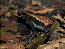 Rhaebo guttatus Smooth-sided Toad Nakweek / Elevage S