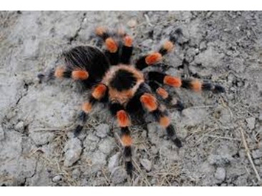 Brachypelma hamorii ex smithi Red Knee Tarantula Nakweek / Elevage M