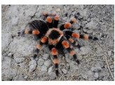 Brachypelma hamorii ex smithi Red Knee Tarantula Nakweek / Elevage M