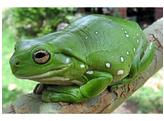 Litoria caerulea Dumpy Treefrog Blue eyed Nakweek / Elevage S