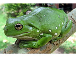 Litoria caerulea Dumpy Treefrog Blue eyed Nakweek / Elevage S