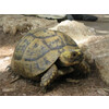 Testudo horsfieldii Russian Tortoise Nakweek / Elevage S