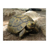 Testudo horsfieldii Russian Tortoise Nakweek / Elevage S