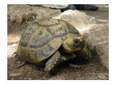 Testudo horsfieldii Russian Tortoise Nakweek / Elevage S