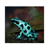 Dendrobates auratus Dartfrog Cahuita Nakweek / Elevage S-M