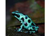 Dendrobates auratus Dartfrog Cahuita Nakweek / Elevage S-M