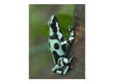 Dendrobates auratus Dartfrog Cahuita Nakweek / Elevage S-M