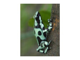 Dendrobates auratus Dartfrog Cahuita Nakweek / Elevage S-M