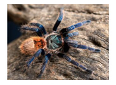 Chromatopelma cyanopubescens Orange Bottle Blue Tarantula Nakweek / Elevage M-L