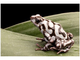 Dendrobates auratus Dartfrog Pena Blanca Nakweek / Elevage S-M