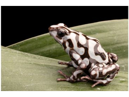 Dendrobates auratus Dartfrog Pena Blanca Nakweek / Elevage S