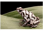 Dendrobates auratus Dartfrog Pena Blanca Nakweek / Elevage S-M