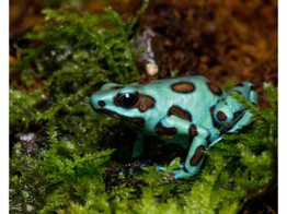 Dendrobates auratus Dartfrog Microspot Nakweek / Elevage S-M