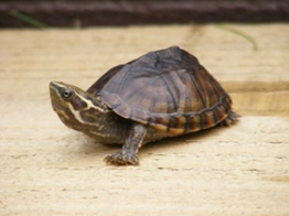 Sternotherus odoratus Common Musk Turtle Nakweek / Elevage S