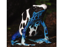 Dendrobates tinctorius Dartfrog Oyapock Nakweek / Elevage S-