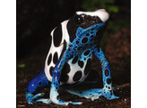 Dendrobates tinctorius Dartfrog Oyapock Nakweek / Elevage S-M