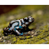 Dendrobates auratus Dartfrog Ancon Hill S-M Nakweek / Elevage