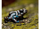 Dendrobates auratus Dartfrog Ancon Hill S-M Nakweek / Elevage