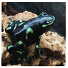 Dendrobates auratus Dartfrog Ancon Hill S-M Nakweek / Elevage