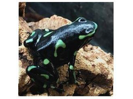 Dendrobates auratus Dartfrog Ancon Hill Nakweek / Elevage S-