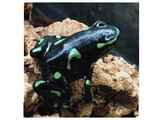 Dendrobates auratus Ancon Hill Nakweek / Elevage S-M