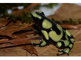 Dendrobates auratus Dartfrog Colombia  Nakweek / Elevage S-M