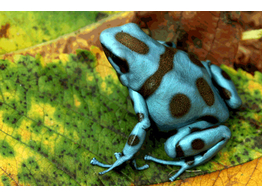 Dendrobates auratus Dartfrog El Cope Nakweek / Elevage S-M