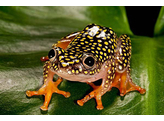 Heterixalus alboguttatus Starry Night Reedfrog Nakweek / Elevage S