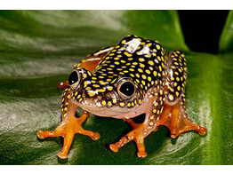 Heterixalus alboguttatus Starry Night Reedfrog Nakweek / Elevage S