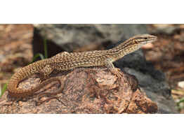 Varanus acanthurus Dwarf Monitor Nakweek / Elevage S