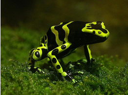 Dendrobates leucomelas Dart Frog Green Cerro Autana Nakweek