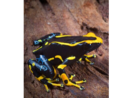 Dendrobates tinctorius Dartfrog Alanis Nakweek / Elevage S-M