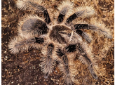 Tliltocatl albopilosum Curly Hair Tarantula Nakweek / Elevag