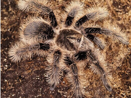 Tliltocatl albopilosum Curly Hair Tarantula Nakweek / Elevage M